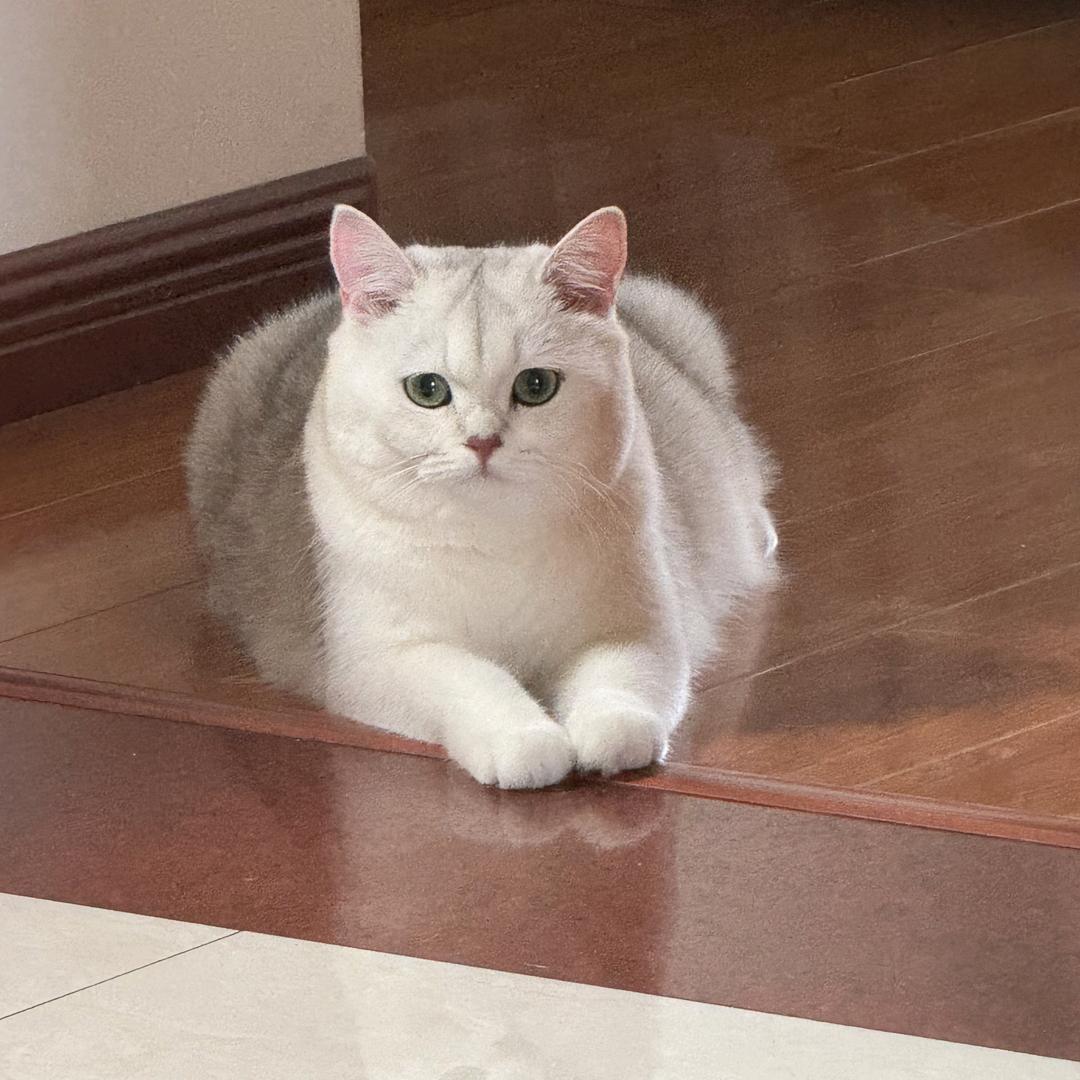 十六是🐈《喵》