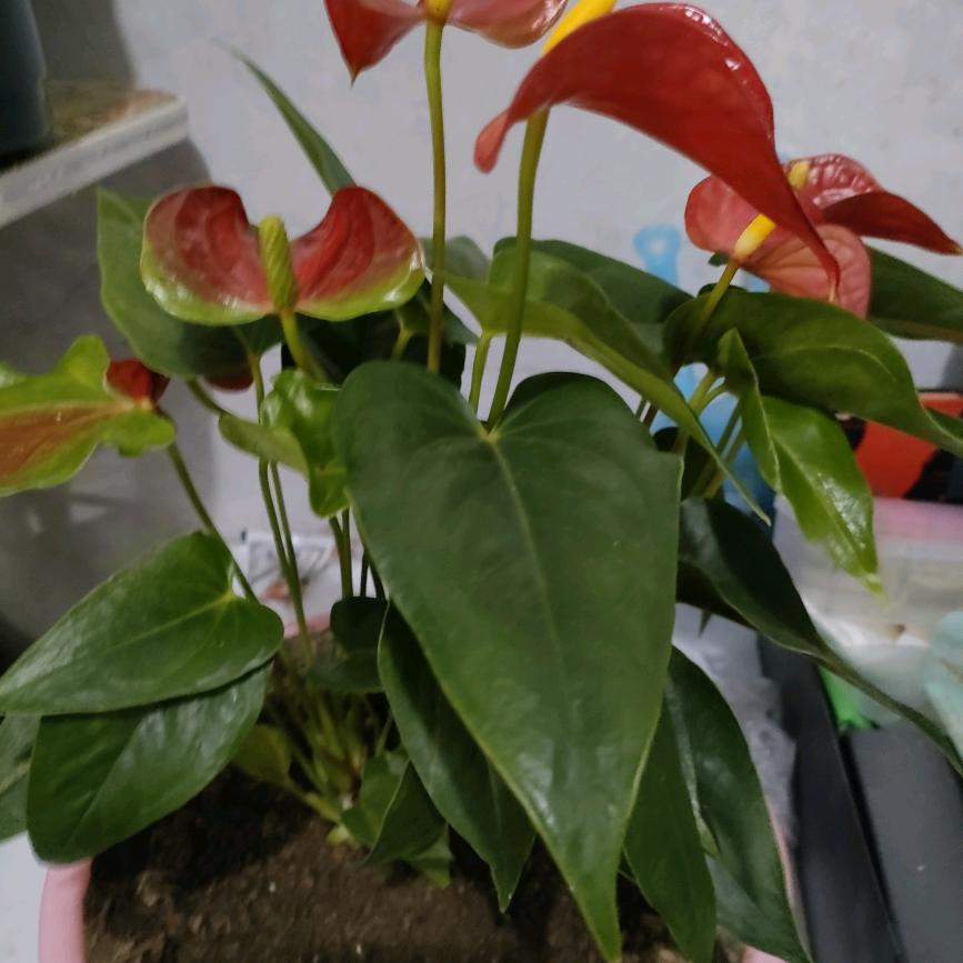 勇闯天涯🌺