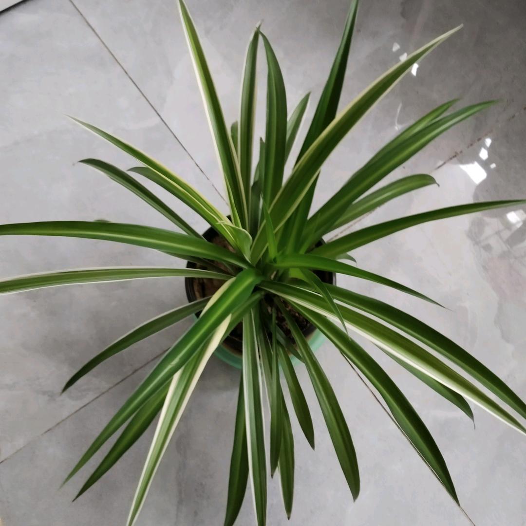最美的星辰⭐