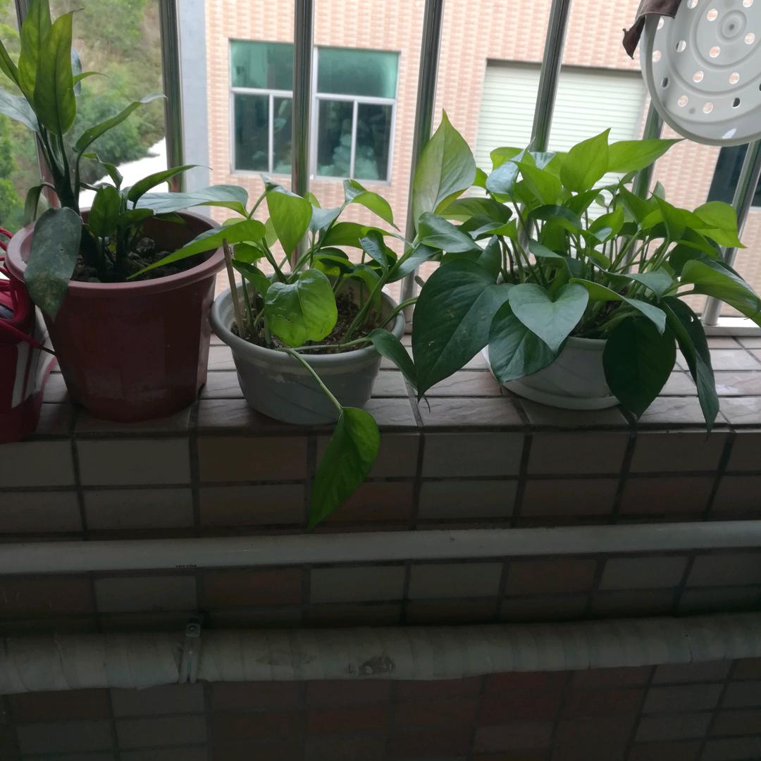倩倩