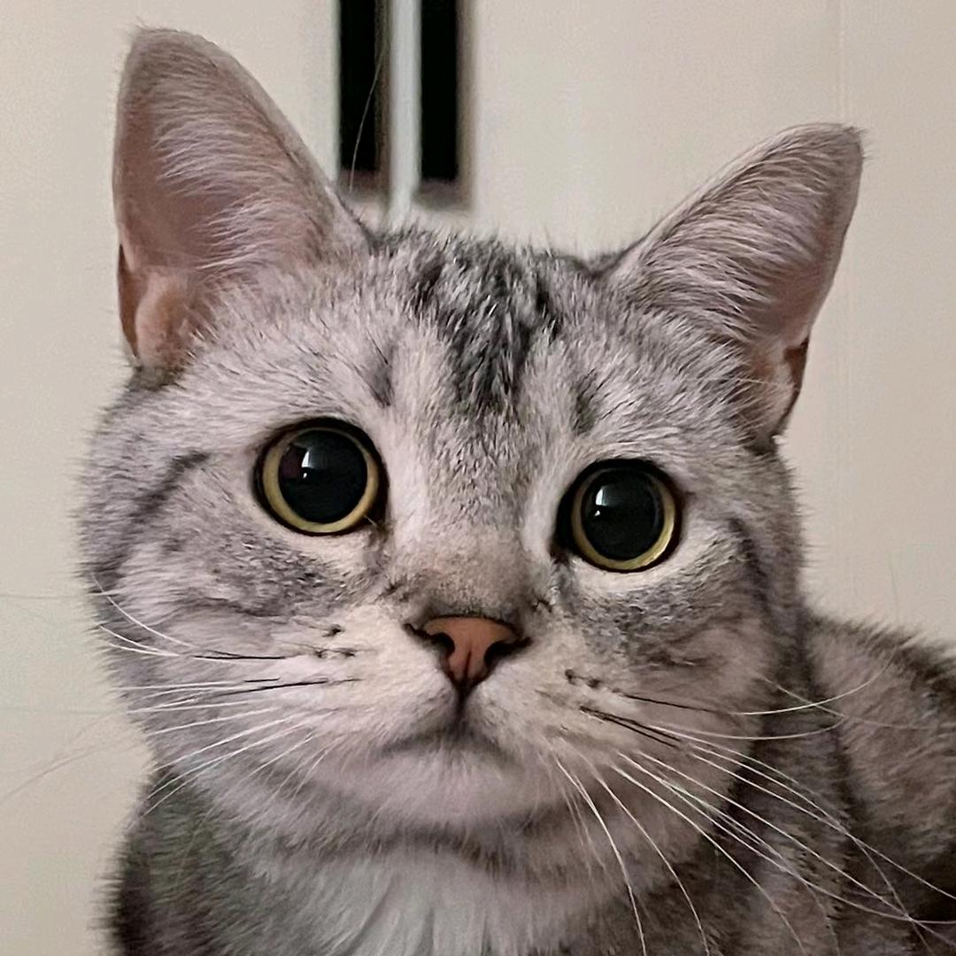 豹豹喵
