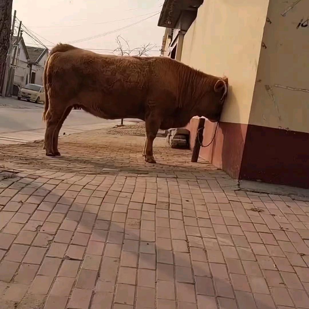 边行边悟