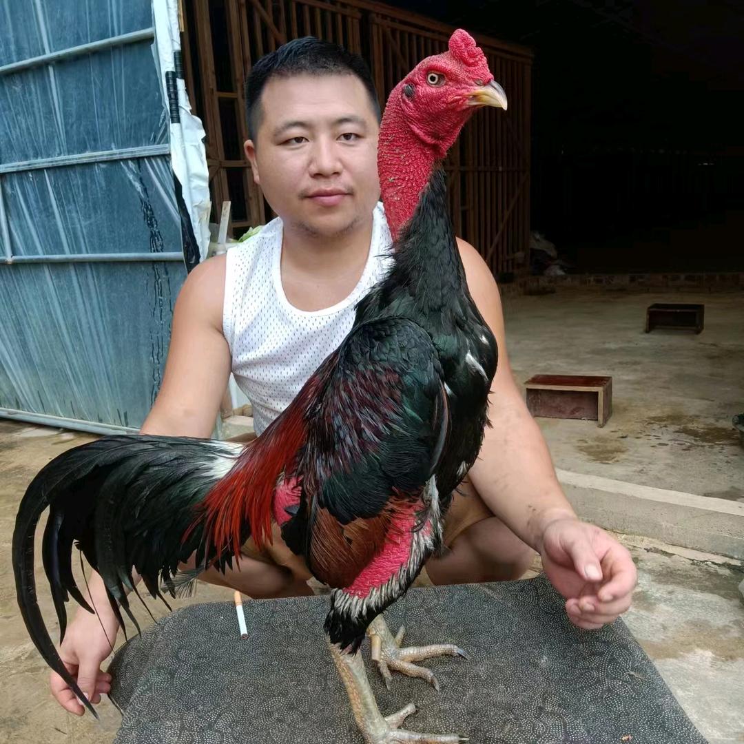 金宝兄弟🇨🇳洪兴养殖