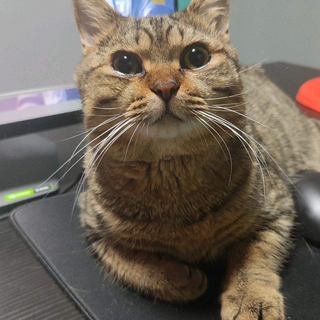 房东的猫Ted