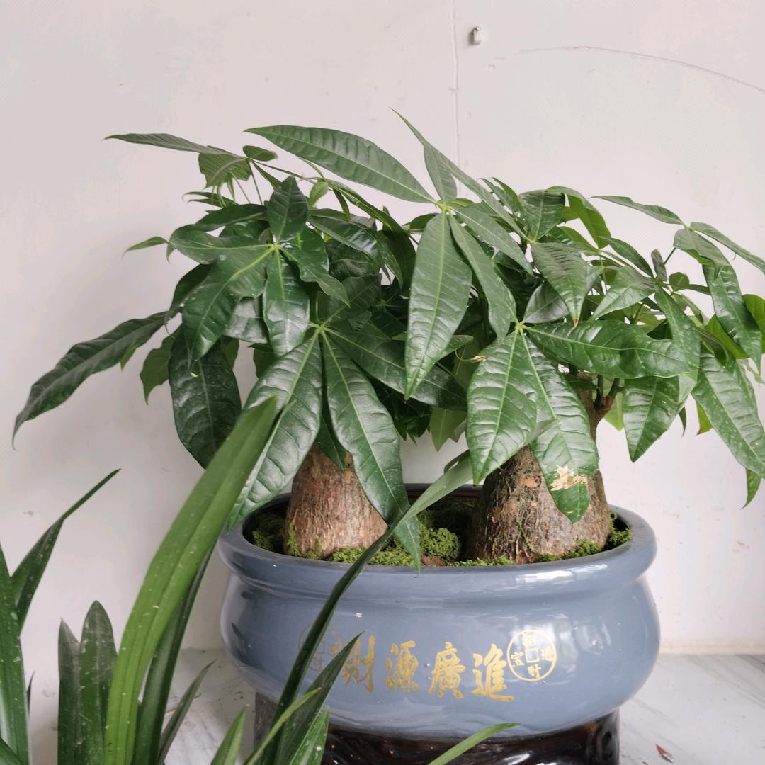 陈晨