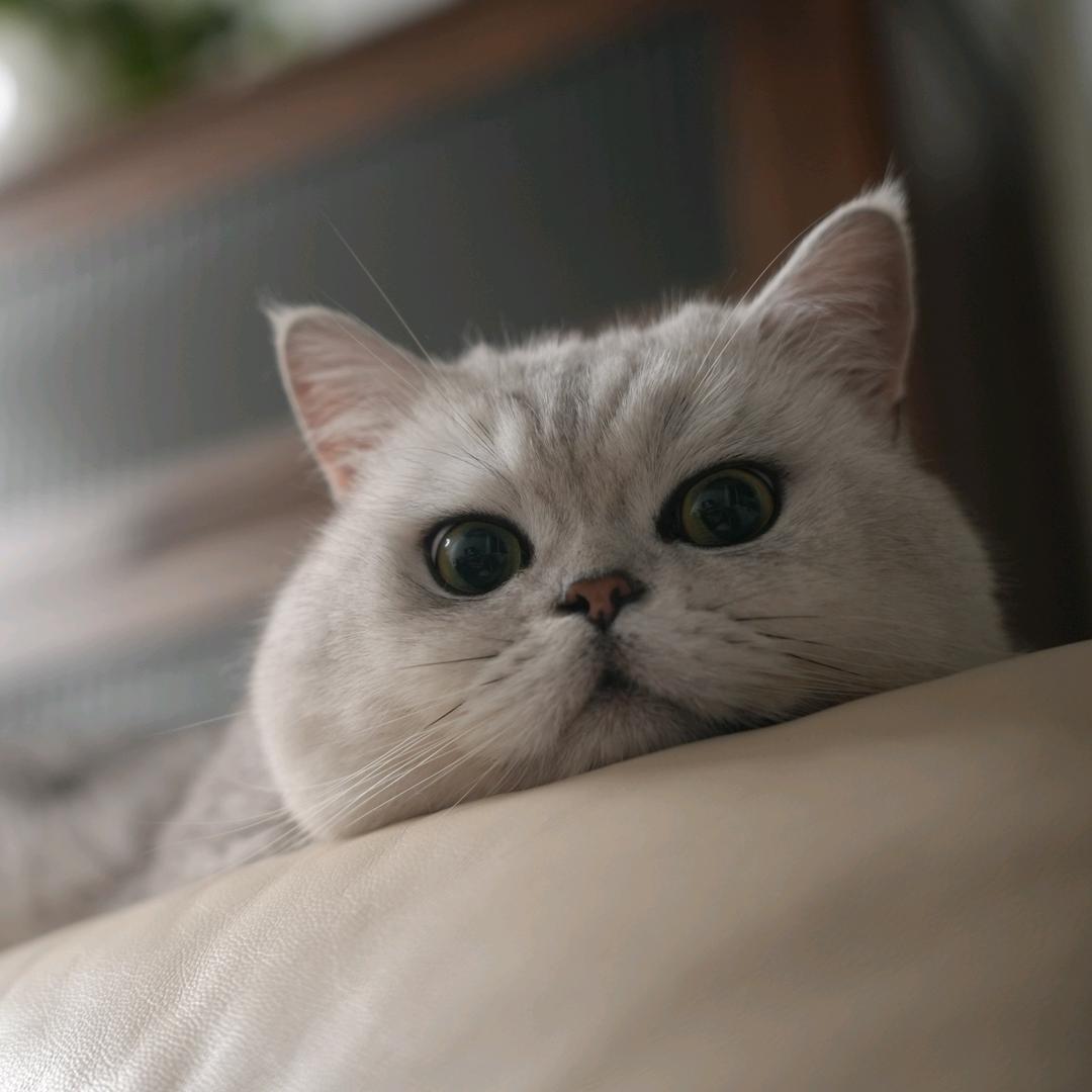 茅子是只猫