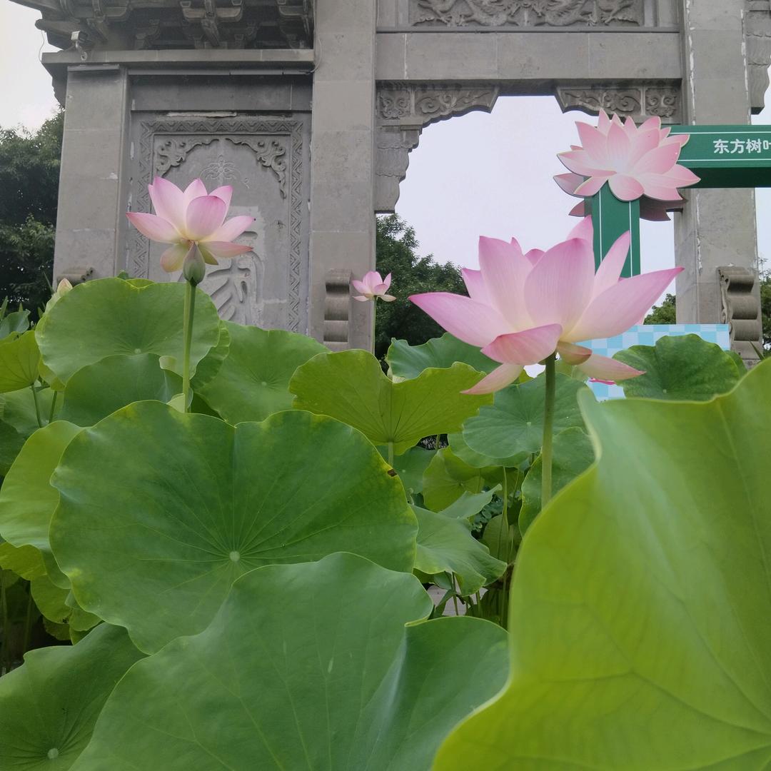 悟清
