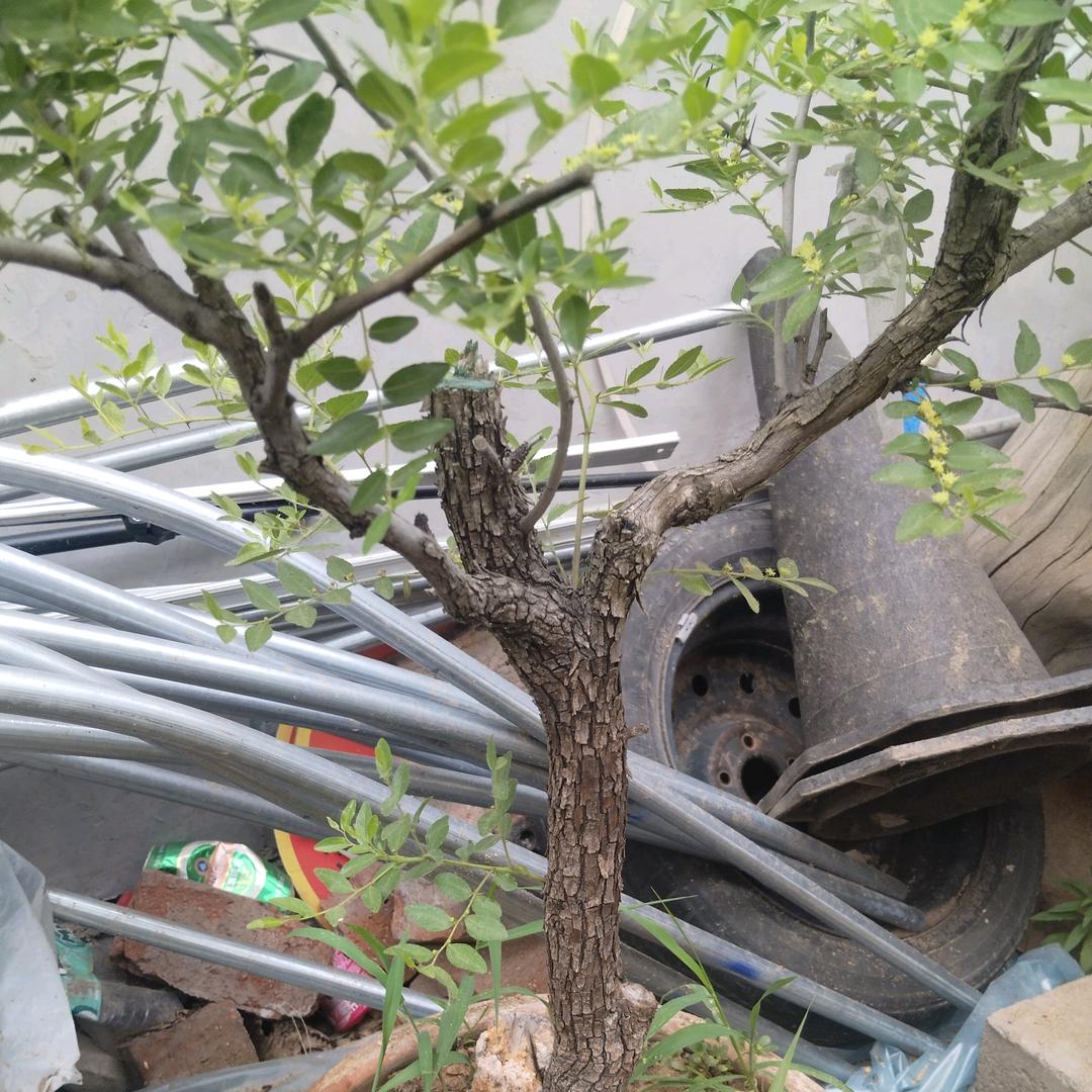 黄荆奇石大院，各种像形石，大型黄荆酸枣