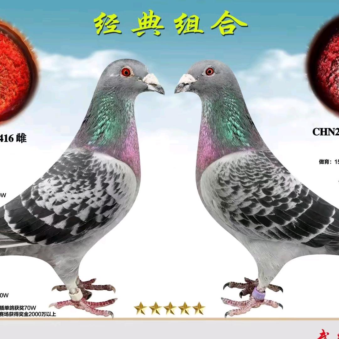 鸽子养殖业🇨🇳