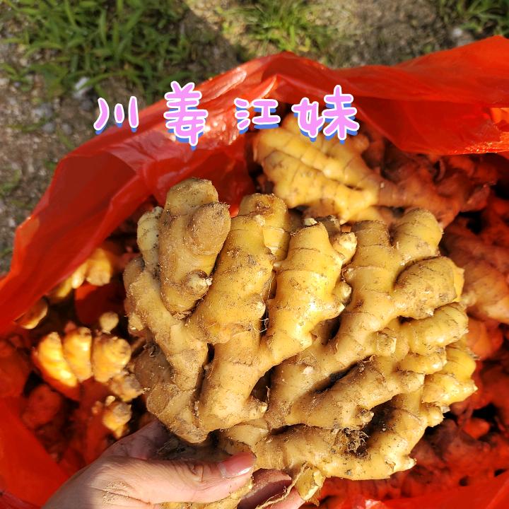 岳西县耿信生姜经营部