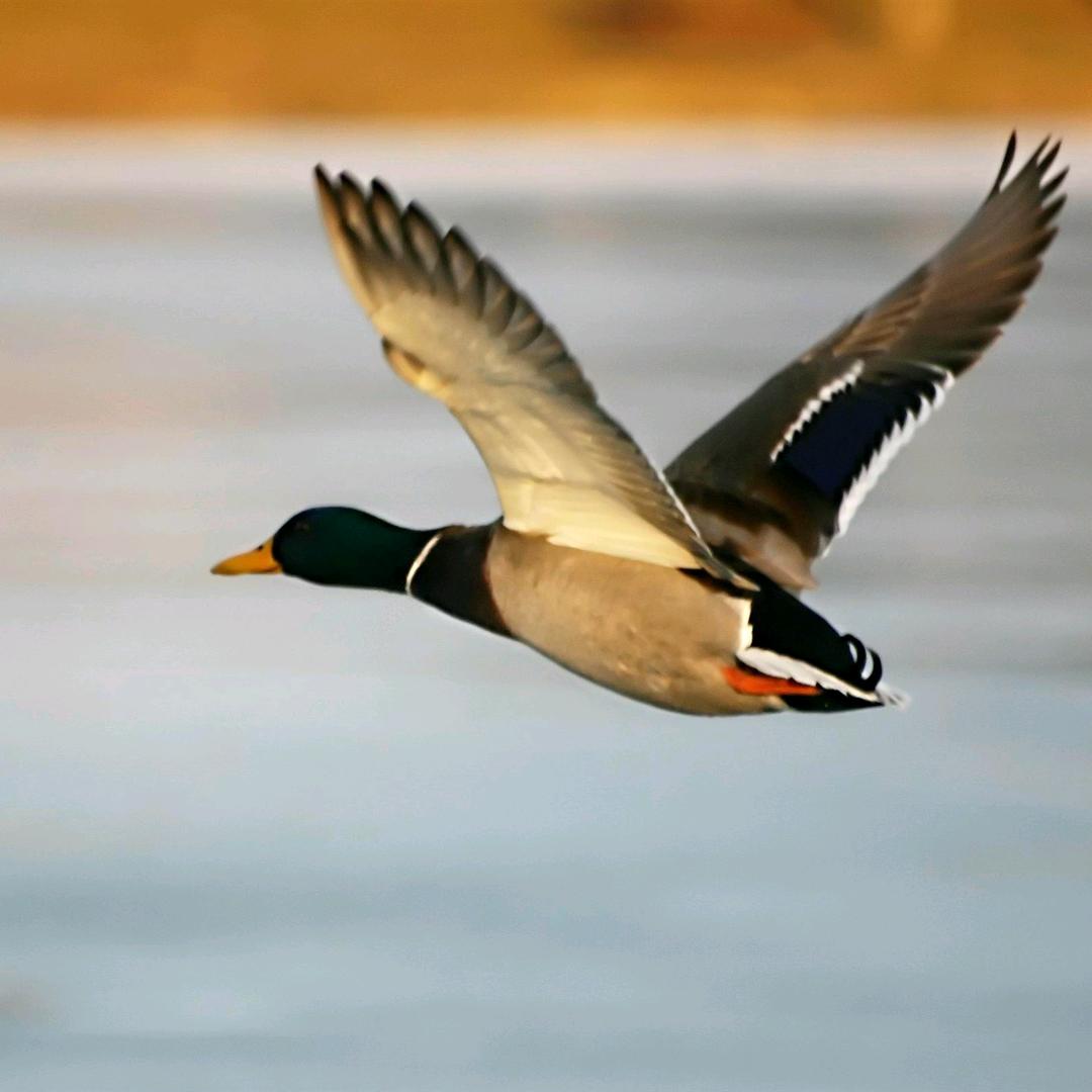 会飞的鸭🦆