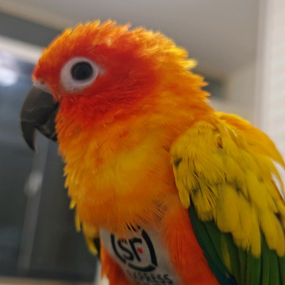 唯鸟宠物臻选阁