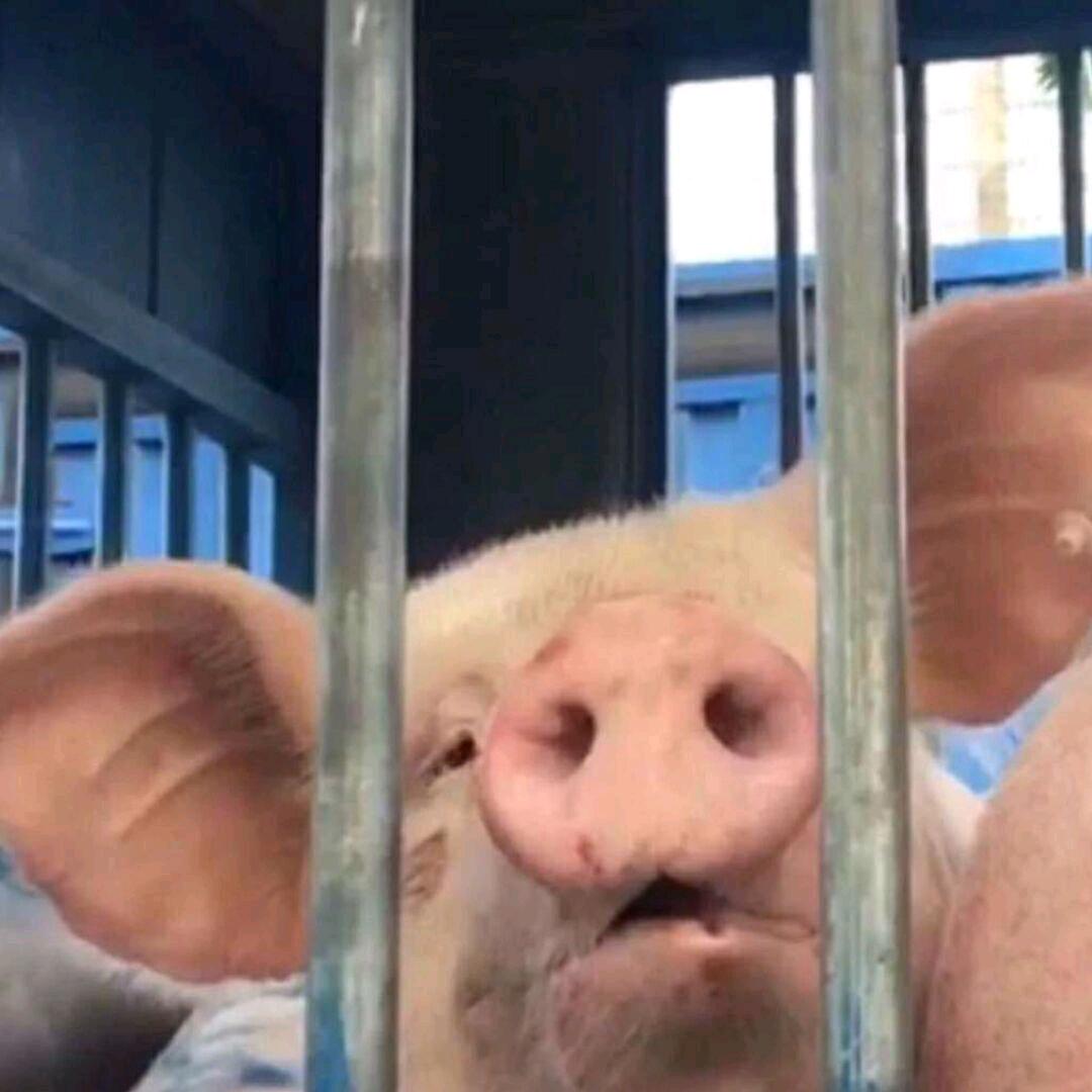 别推我后场