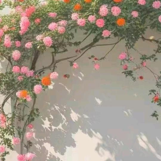 二姐