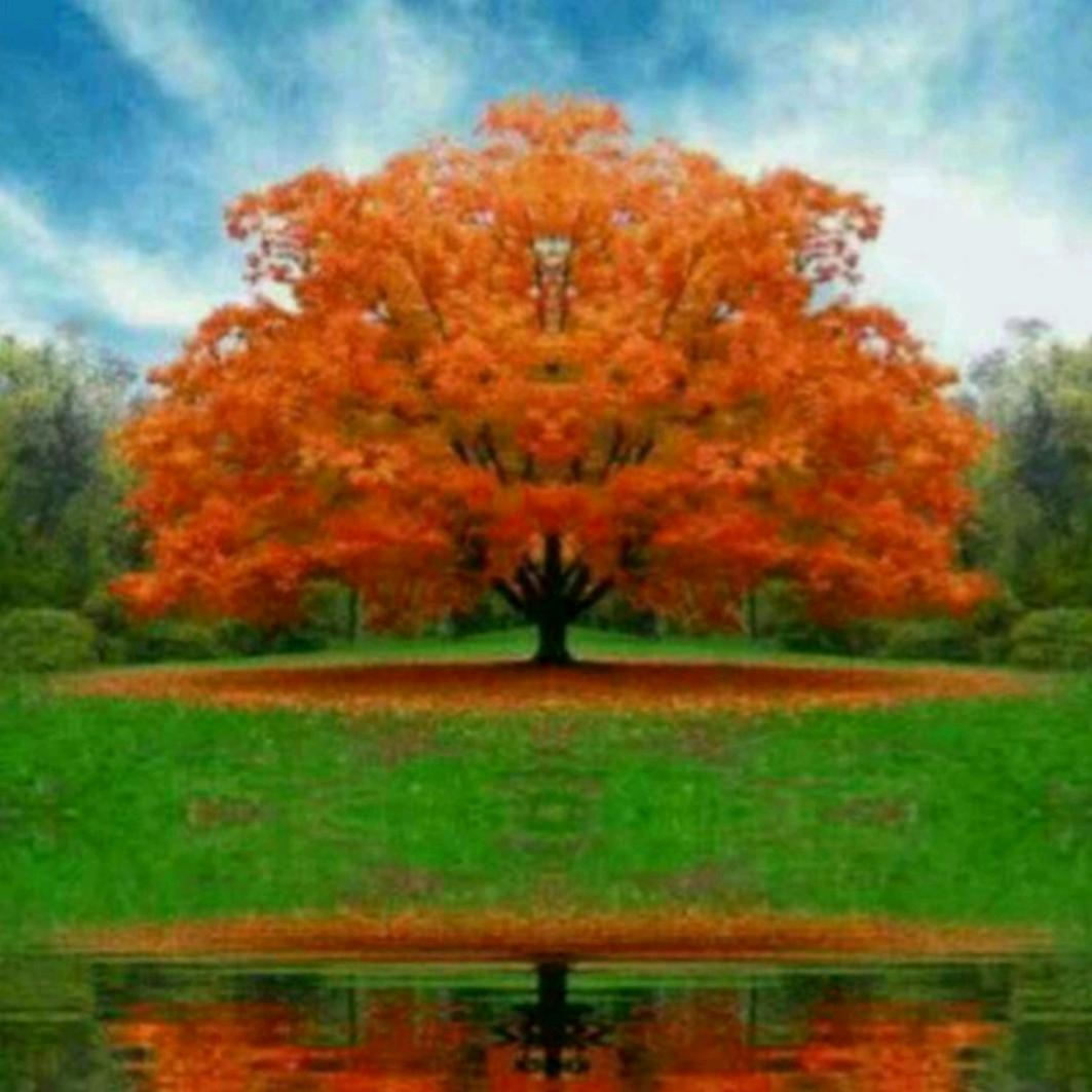 🎄谎🎄言🌲伤🎄情