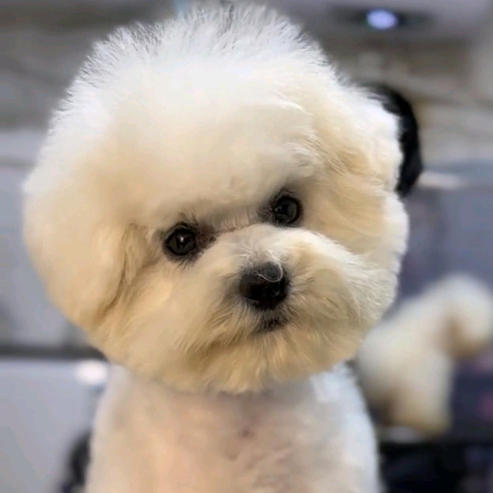 辛西娅宠物美容培训