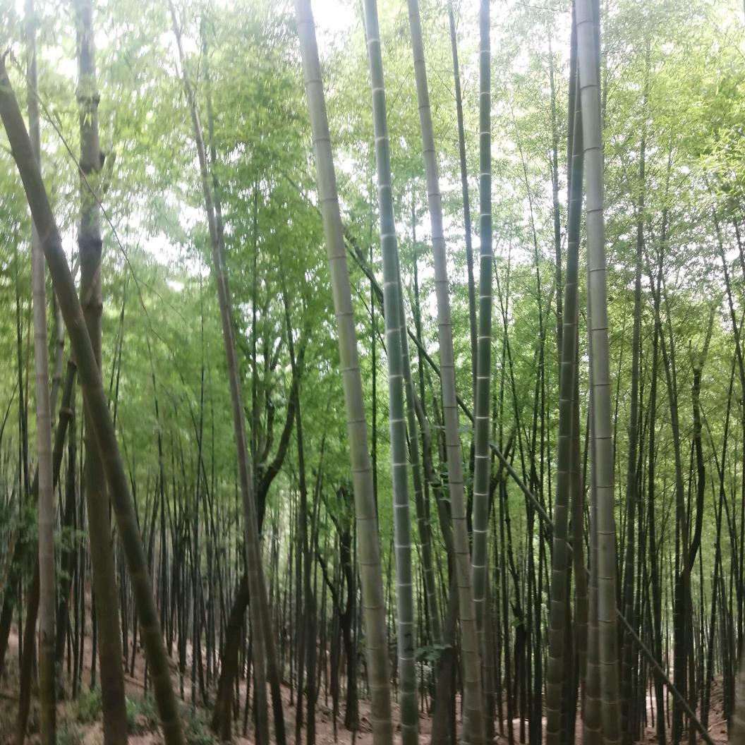设计师~阿文