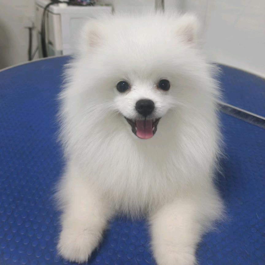 重生之洗狗洗到人生巅峰