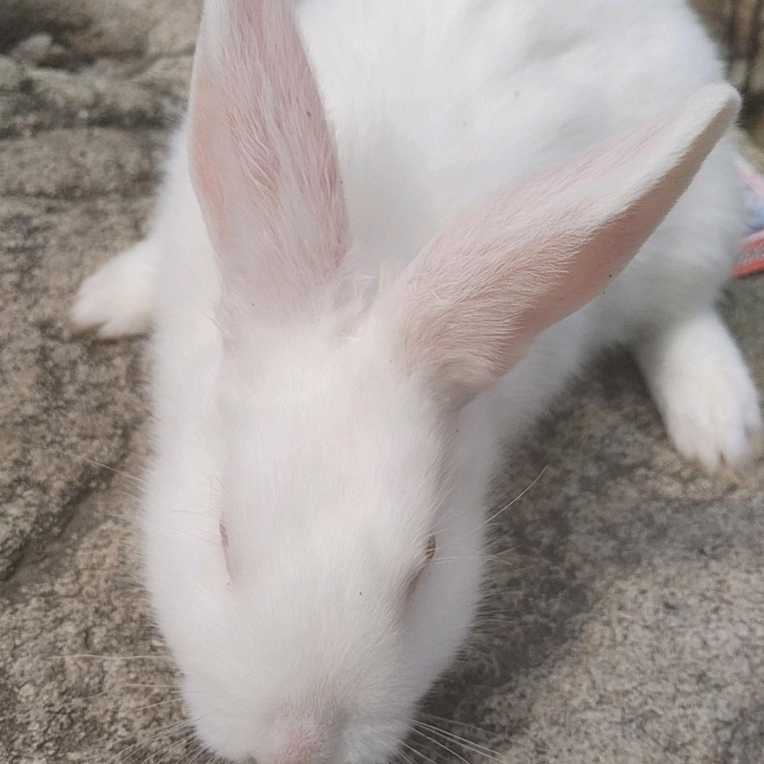 nini
