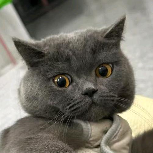 大抽抽抽抽象家❤