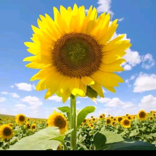 花好月圆（拒绝连赞谢