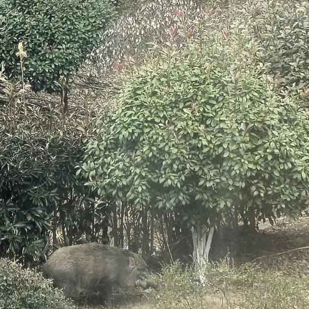 小李