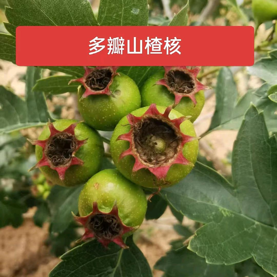 多瓣山楂核