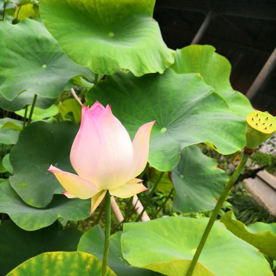听风