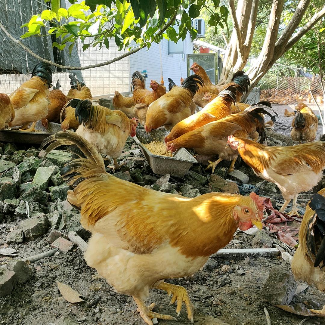 农乡鸡（廉江龙记）