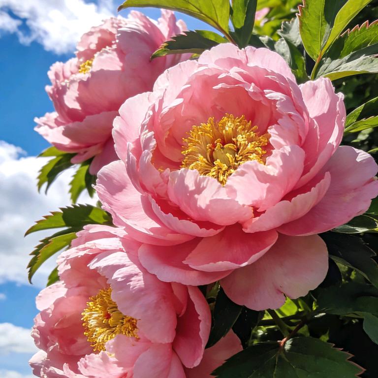 花开富贵人家