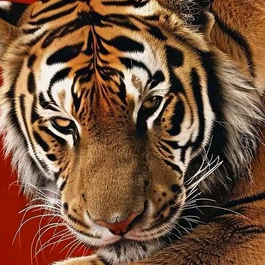 🐯xxXXxx🪽