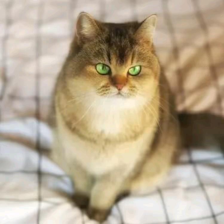 猎宠优选