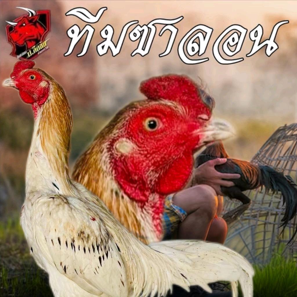 勐兴斗鸡哥（TS战队）