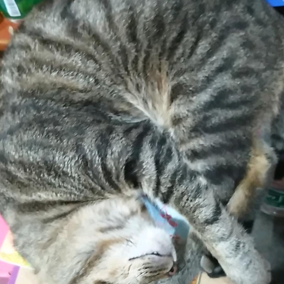 富礼