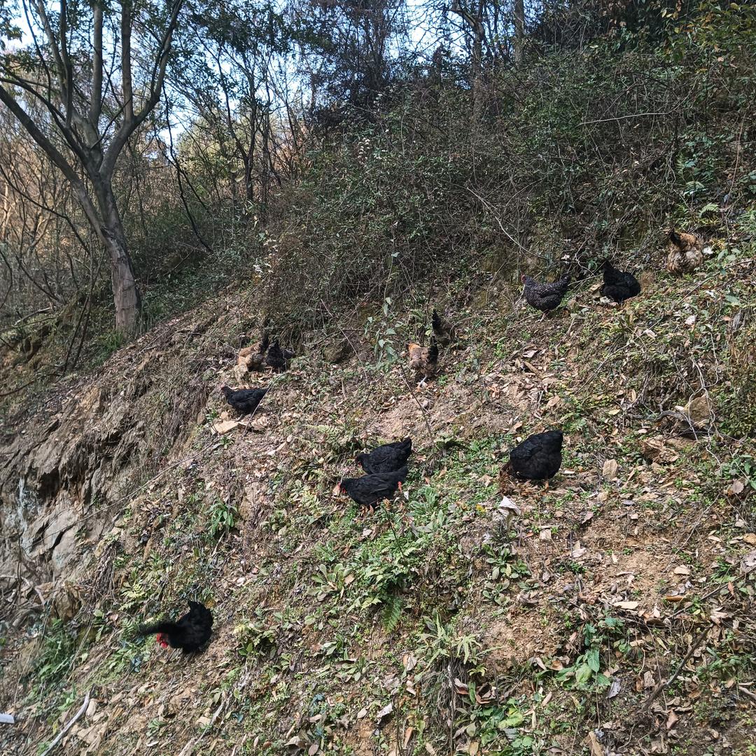 退伍兵养鸡