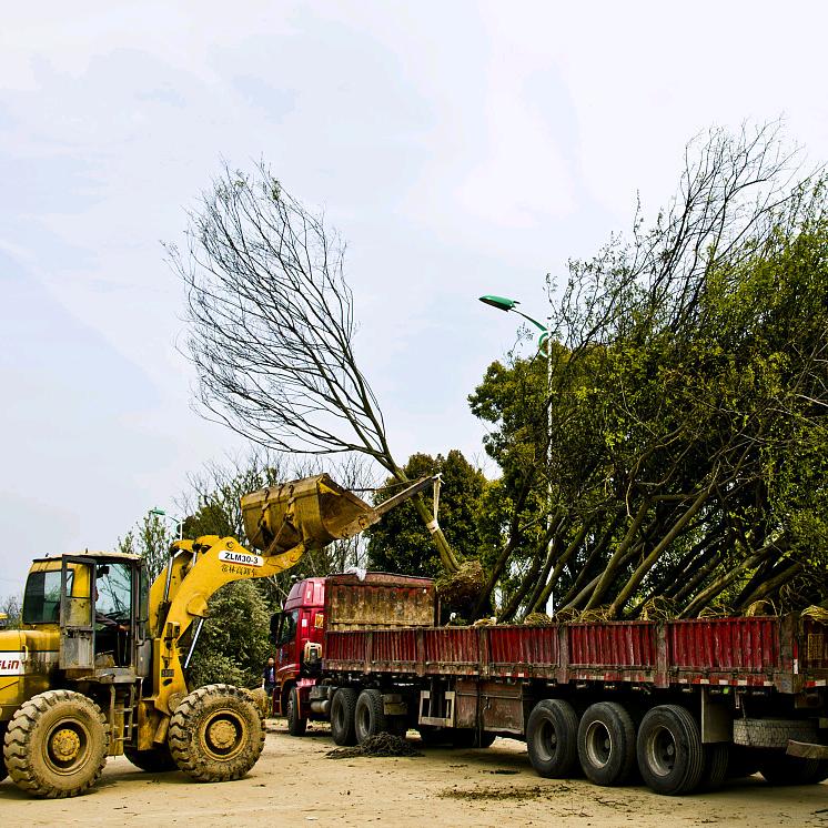 工程苗木采购员