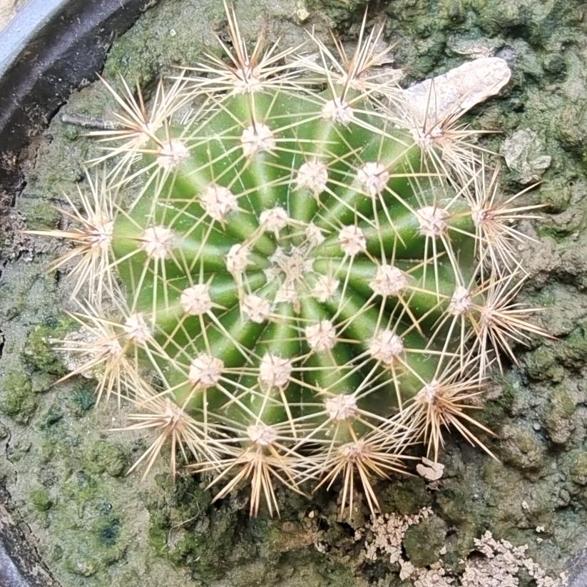 满身都是刺