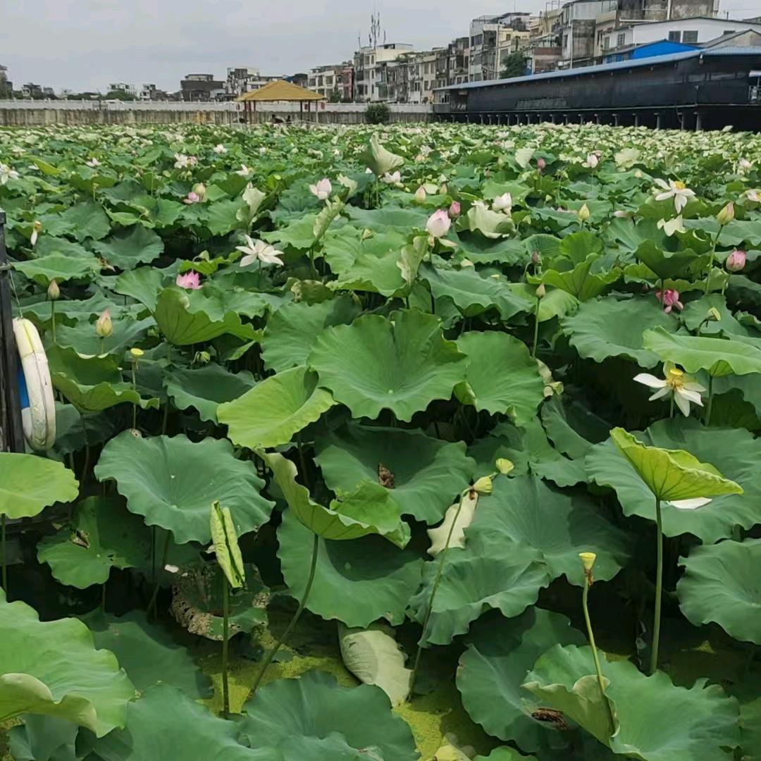 人生有太多的无奈