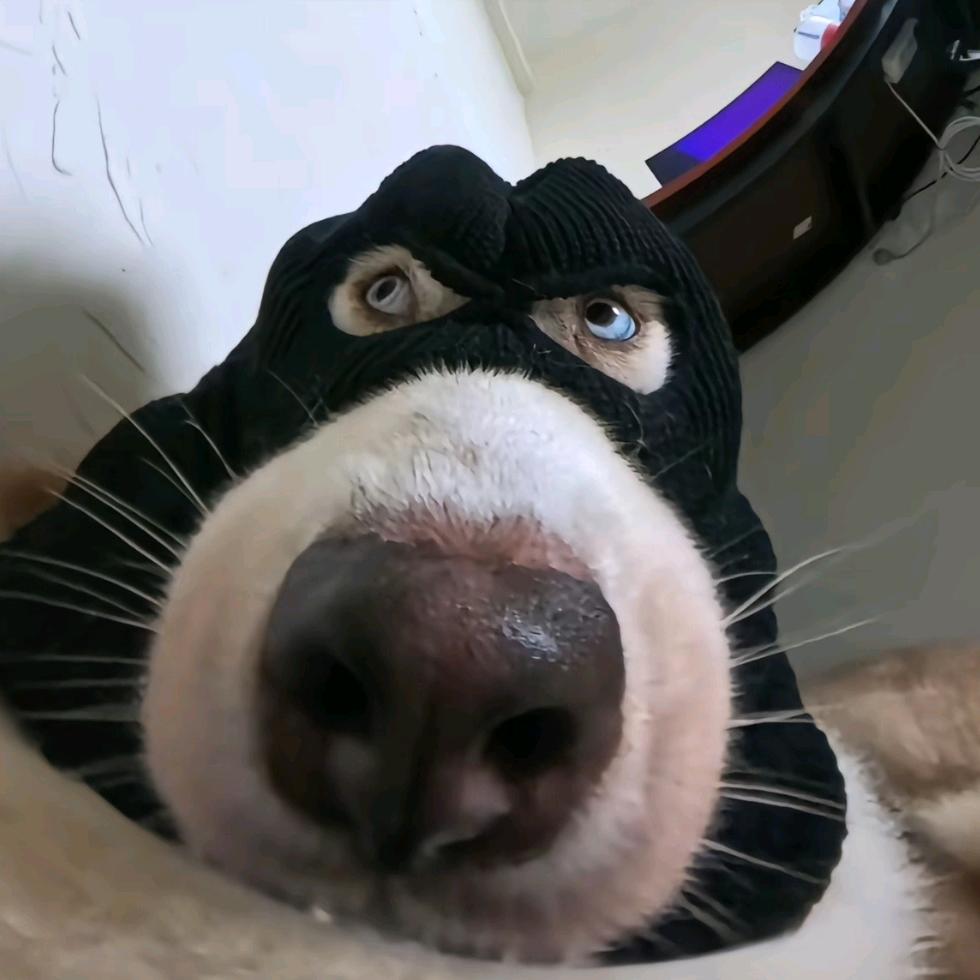 6牛6