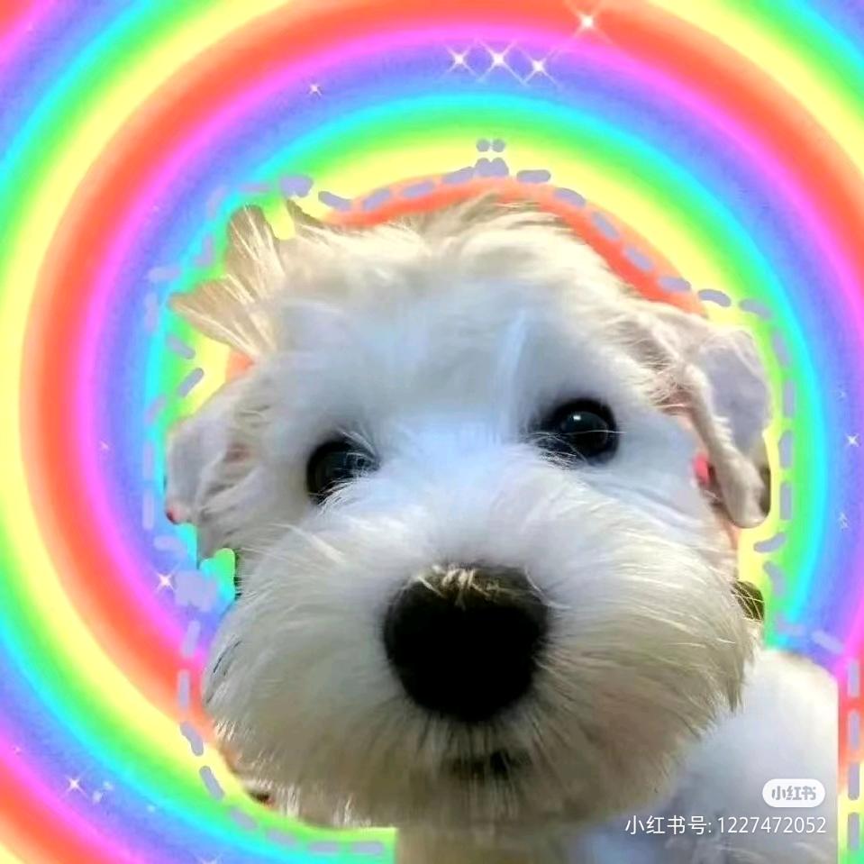豆点是只狗🐶