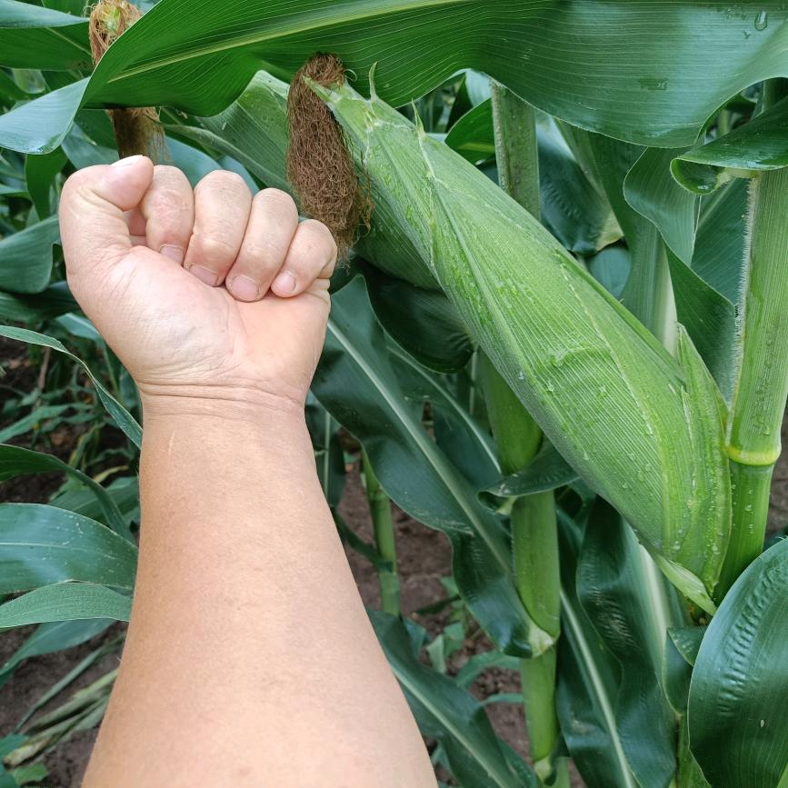 蓬溪开荒种地粮油种植的刚哥