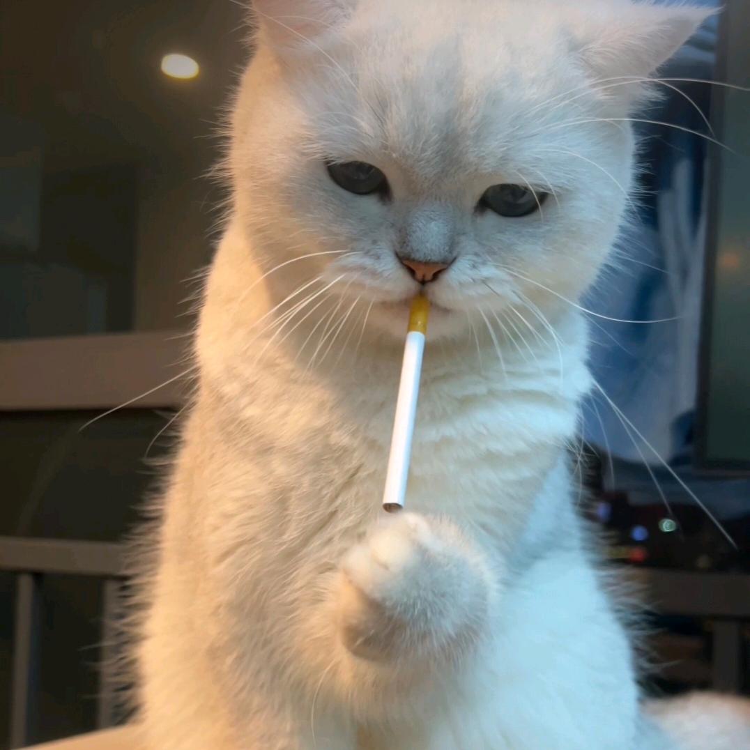 加菲猫   .