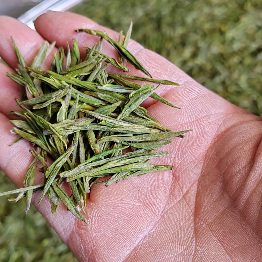 种茶叶的老百姓