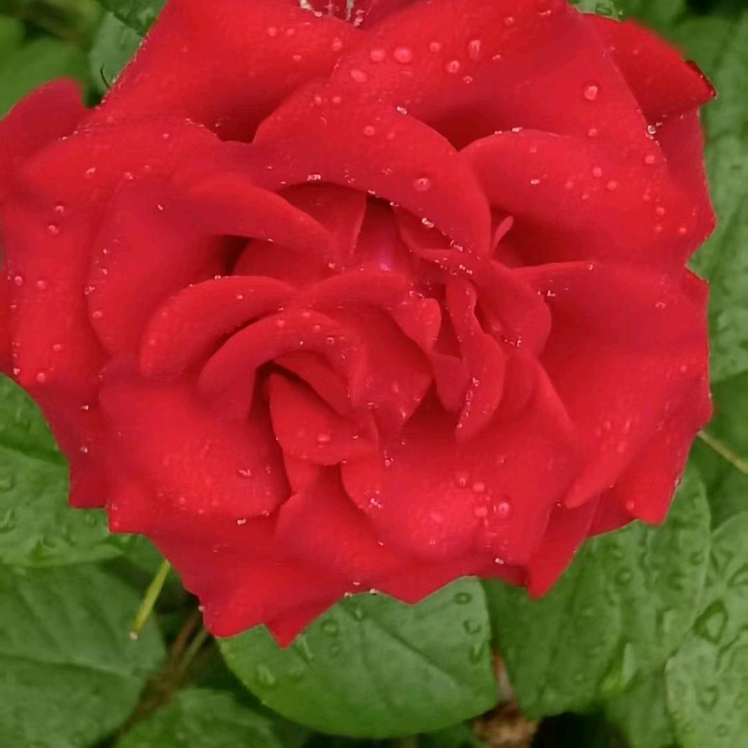 🍁🍁红🍁🍁叶🍁🍁