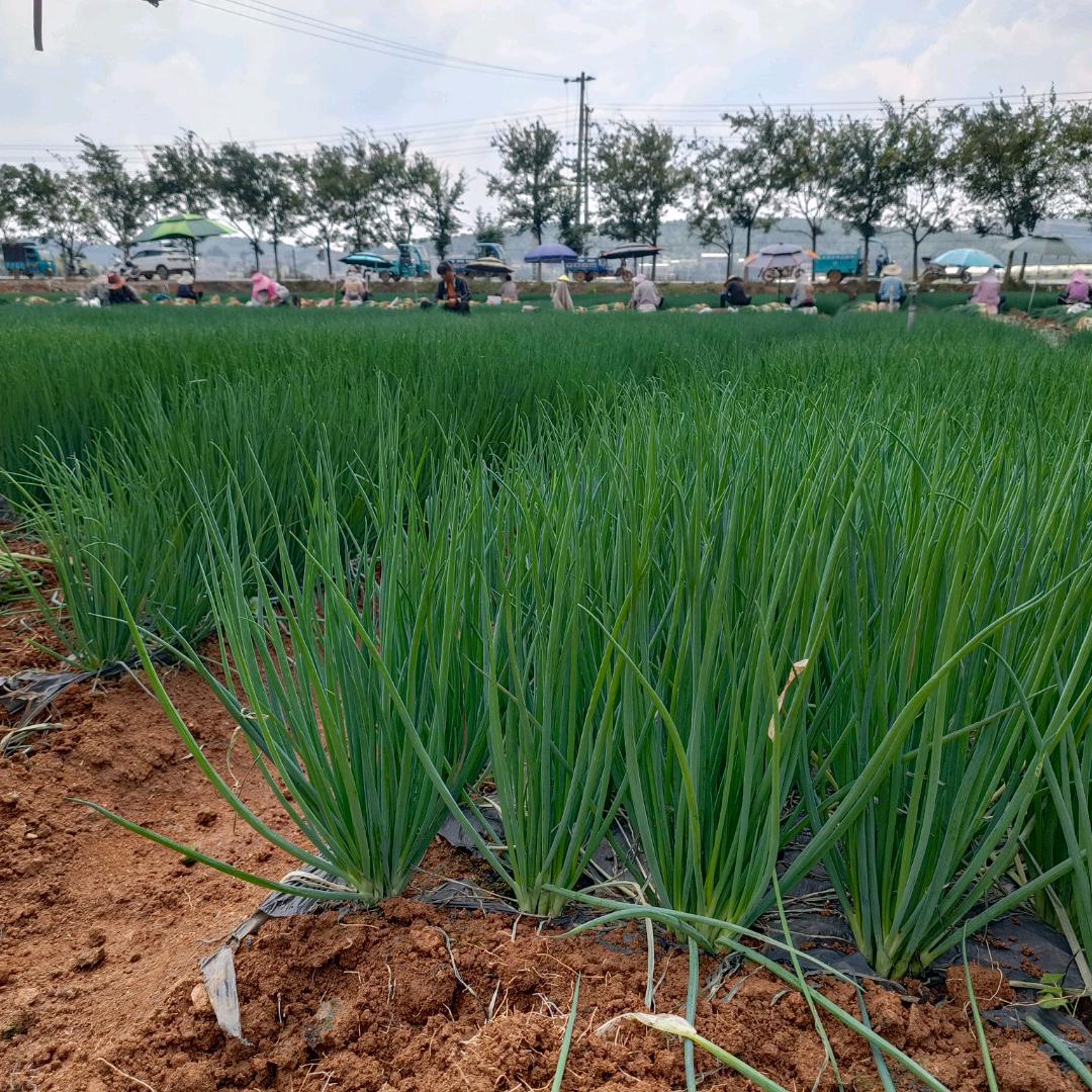 常年在泸西带人拔小葱