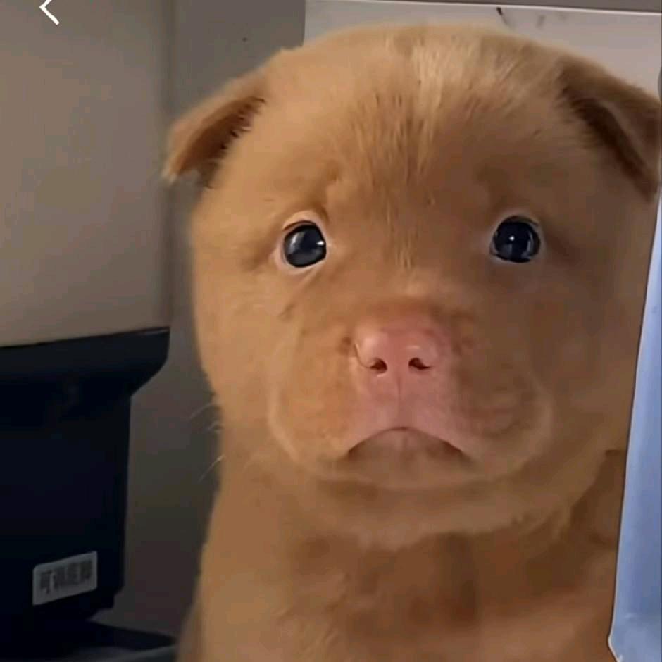 潘子爱玩狗