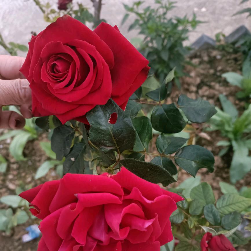 单身姐姐🌺🌺