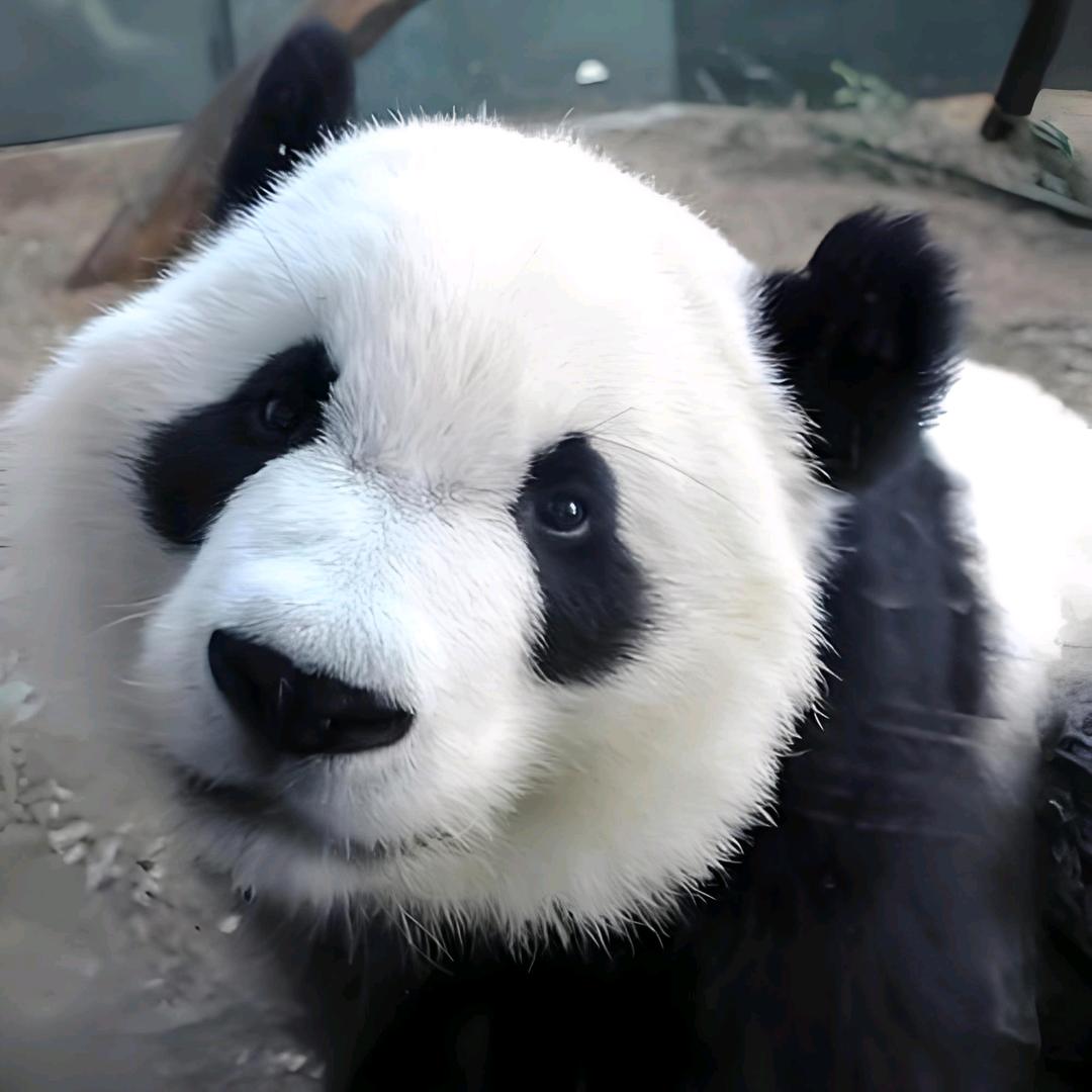 哈哈不笑
