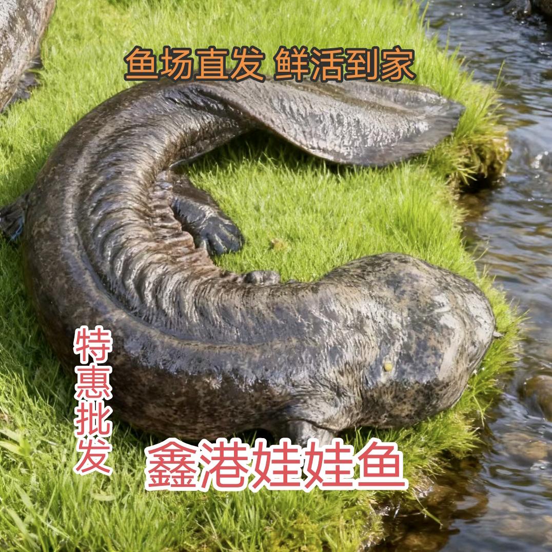 鑫港生态娃娃鱼养殖厂