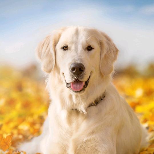 再下库我就是狗